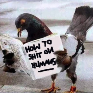 Free Pigeons